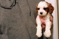 Calvin, a male Cavapoo for sale in Auburn, IN – Photo 6 of 6