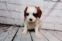 Calvin, a male Cavapoo for sale in Auburn, IN – Photo 2 of 6