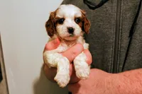 Calvin, a male Cavapoo for sale in Auburn, IN – Photo 4 of 6