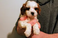 Calvin, a male Cavapoo for sale in Auburn, IN – Photo 3 of 6