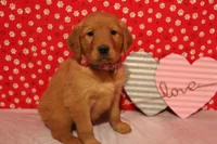Daisy, a female Golden Retriever for sale in Auburn, IN – Photo 1 of 7