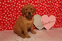 Daisy, a female Golden Retriever for sale in Auburn, IN – Photo 3 of 7