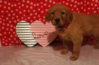 Daisy, a female Golden Retriever for sale in Auburn, IN – Photo 6 of 7