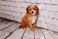 Bernard, a male Cavapoo for sale in Auburn, IN – Photo 5 of 7