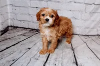 Bernard, a male Cavapoo for sale in Auburn, IN – Photo 2 of 7