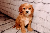 Bernard, a male Cavapoo for sale in Auburn, IN – Photo 1 of 7