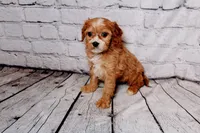 Bernard, a male Cavapoo for sale in Auburn, IN – Photo 7 of 7