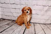 Bernard, a male Cavapoo for sale in Auburn, IN – Photo 4 of 7