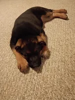 Yvette, a female German Shepherd Dog for sale in Auburn, IN – Photo 8 of 8