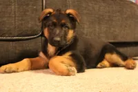 Yvette, a female German Shepherd Dog for sale in Auburn, IN – Photo 2 of 8