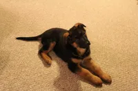 Yvette, a female German Shepherd Dog for sale in Auburn, IN – Photo 5 of 8