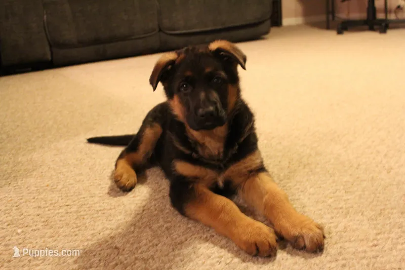 Yvette, a female German Shepherd Dog for sale in Auburn, IN – Photo 1 of 8