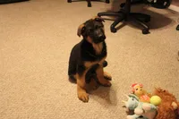 Yvette, a female German Shepherd Dog for sale in Auburn, IN – Photo 6 of 8