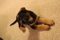 Yvette, a female German Shepherd Dog for sale in Auburn, IN – Photo 3 of 8