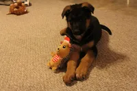 Yvette, a female German Shepherd Dog for sale in Auburn, IN – Photo 4 of 8