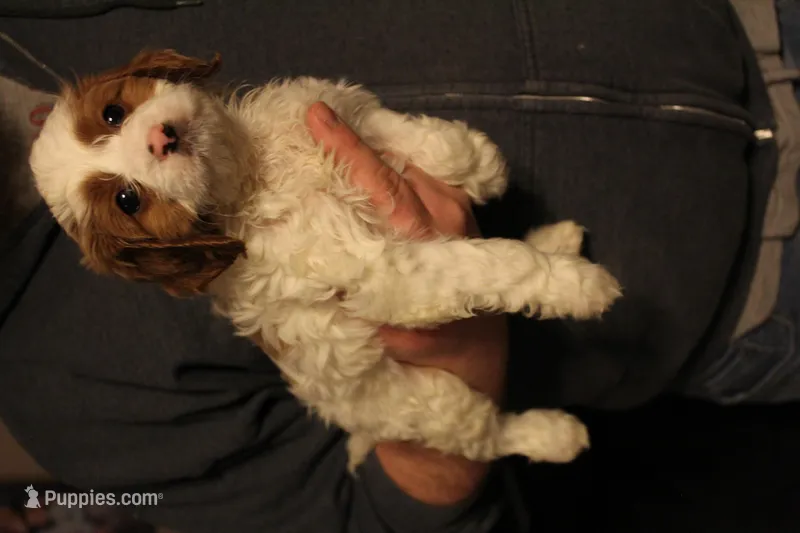 Mojo, a female Cavapoo for sale in Auburn, IN – Photo 1 of 1