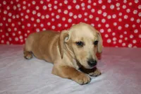 AKC Butters, a male Miniature Dachshund for sale in Auburn, IN – Photo 1 of 7