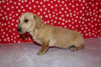 AKC Butters, a male Miniature Dachshund for sale in Auburn, IN – Photo 5 of 7