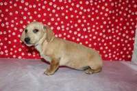 AKC Butters, a male Miniature Dachshund for sale in Auburn, IN – Photo 6 of 7