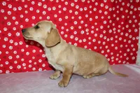 AKC Butters, a male Miniature Dachshund for sale in Auburn, IN – Photo 7 of 7