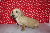 AKC Butters, a male Miniature Dachshund for sale in Auburn, IN – Photo 2 of 7