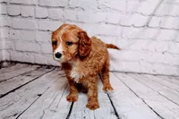 Heather, a female Cavapoo for sale in Auburn, IN – Photo 2 of 6
