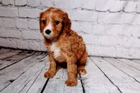 Heather, a female Cavapoo for sale in Auburn, IN – Photo 6 of 6