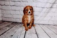 Heather, a female Cavapoo for sale in Auburn, IN – Photo 5 of 6