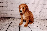 Heather, a female Cavapoo for sale in Auburn, IN – Photo 4 of 6