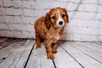Heather, a female Cavapoo for sale in Auburn, IN – Photo 1 of 6