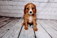 Heather, a female Cavapoo for sale in Auburn, IN – Photo 3 of 6