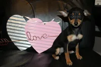 Teacup Female, a female Miniature Pinscher for sale in Auburn, IN – Photo 5 of 8