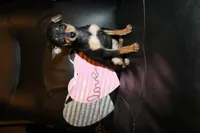 Teacup Female, a female Miniature Pinscher for sale in Auburn, IN – Photo 6 of 8