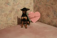 Teacup Female, a female Miniature Pinscher for sale in Auburn, IN – Photo 7 of 8