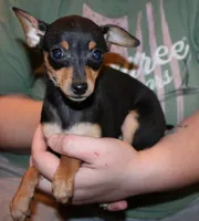 Teacup Female, a female Miniature Pinscher for sale in Auburn, IN – Photo 2 of 8