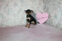 Teacup Female, a female Miniature Pinscher for sale in Auburn, IN – Photo 8 of 8