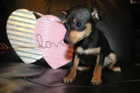 Teacup Female, a female Miniature Pinscher for sale in Auburn, IN – Photo 4 of 8