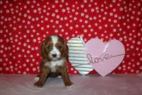 Lexy, a female Cavapoo for sale in Auburn, IN – Photo 6 of 7