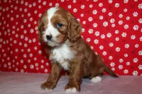 Lexy, a female Cavapoo for sale in Auburn, IN – Photo 5 of 7