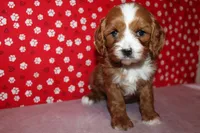 Lexy, a female Cavapoo for sale in Auburn, IN – Photo 3 of 7