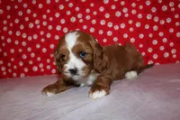 Lexy, a female Cavapoo for sale in Auburn, IN – Photo 4 of 7