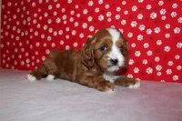 Lexy, a female Cavapoo for sale in Auburn, IN – Photo 7 of 7