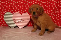 Daisy, a female Golden Retriever for sale in Auburn, IN – Photo 7 of 7