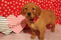 Daisy, a female Golden Retriever for sale in Auburn, IN – Photo 2 of 7