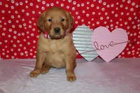 Daisy, a female Golden Retriever for sale in Auburn, IN – Photo 4 of 7