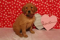 Daisy, a female Golden Retriever for sale in Auburn, IN – Photo 5 of 7