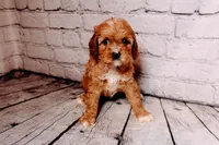 Heidi, a female Cavapoo for sale in Auburn, IN – Photo 5 of 6