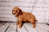 Heidi, a female Cavapoo for sale in Auburn, IN – Photo 4 of 6