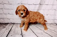 Heidi, a female Cavapoo for sale in Auburn, IN – Photo 2 of 6