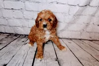 Heidi, a female Cavapoo for sale in Auburn, IN – Photo 3 of 6